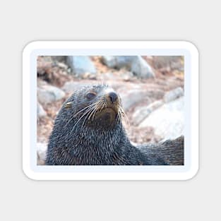 WISHING FUR SEAL Magnet