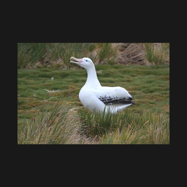 Wandering Albatross Calling to its Mate by Carole-Anne