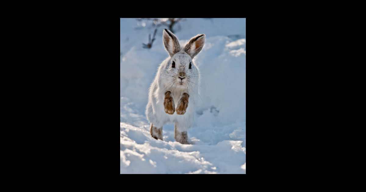 Snow Shoe Hare Snowshoe Hare Sticker TeePublic