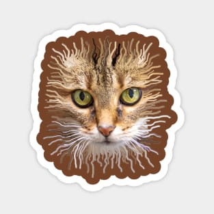 Lion cat Magnet
