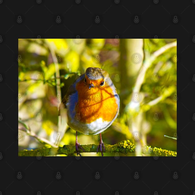 British Robin by longford