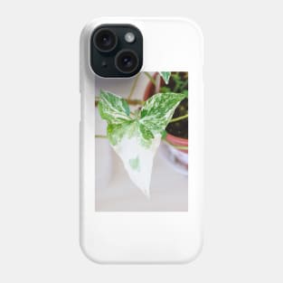 Unique and organic photo of a Syngonium Albo Phone Case