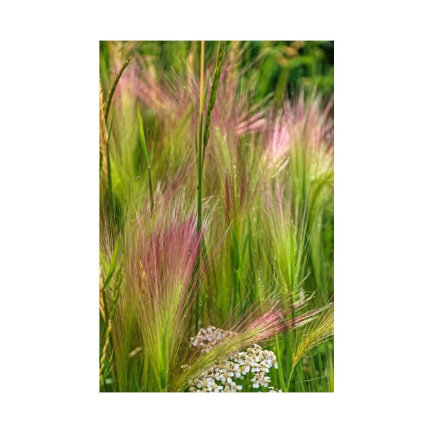 Alaskan Grasses by EileenMcVey