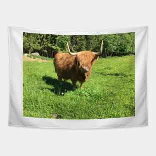 Scottish Highland Cattle Cow 2419 Tapestry