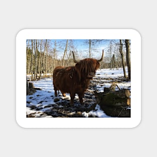 Scottish Highland Cattle Cow 2347 Magnet