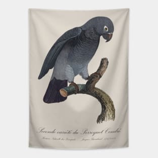 Timneh African Grey Parrot  / Seconde variete du Perroquet Cendre - 19th century Jacques Barraband Illustration Tapestry