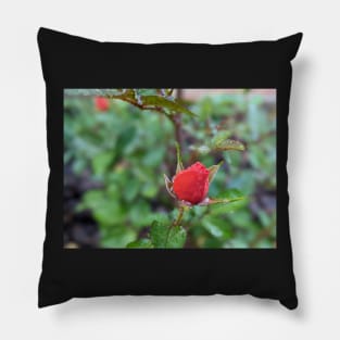 Rose Bud 1 Pillow