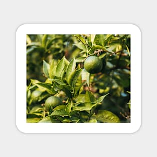 Orange tree Magnet