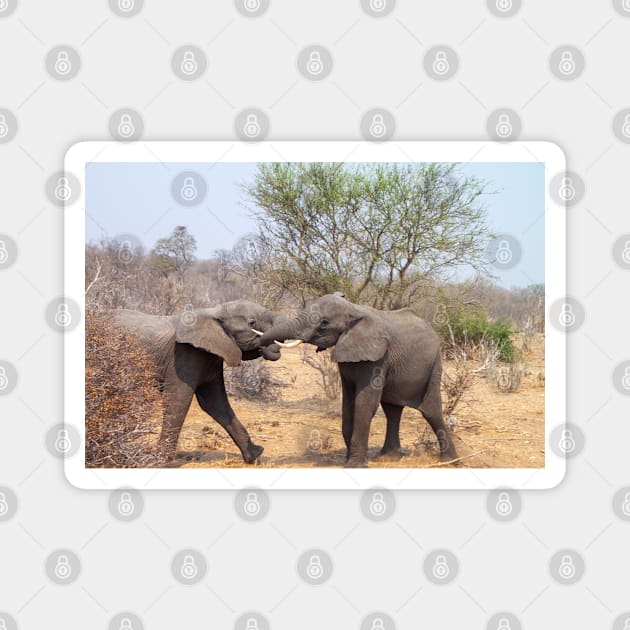 Two African Elephants Fighting with Trunks Magnet by SafariByMarisa