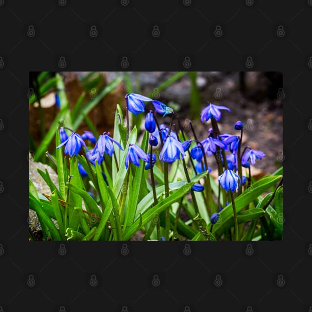 Scilla Spring Flowers by Robert Alsop