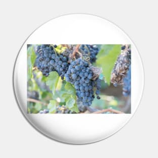Summer Grapes on the Vine in the Okanagan Valley Pin