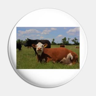 Kansas Country Cow's in a Pasture Pin