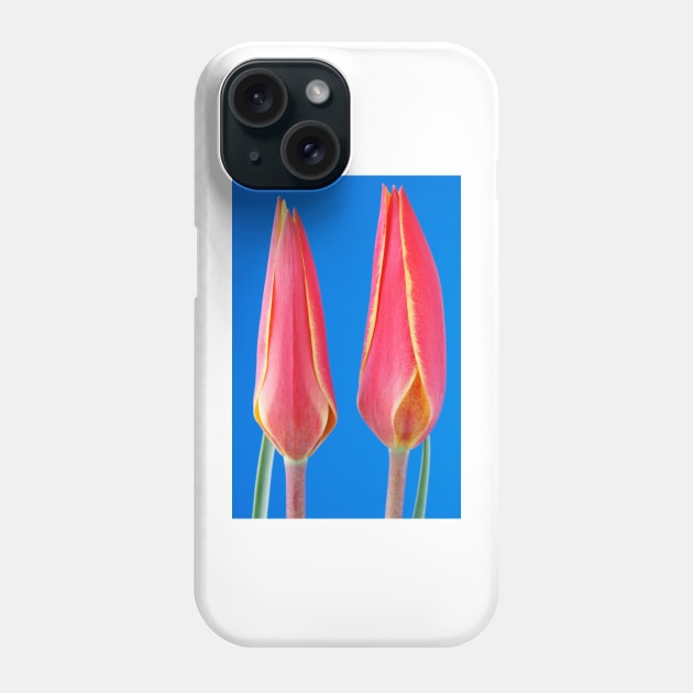 Tulipa clusiana var. chrysantha  'Tubergen's Gem'  Lady tulip  Miscellaneous tulip group Phone Case by chrisburrows