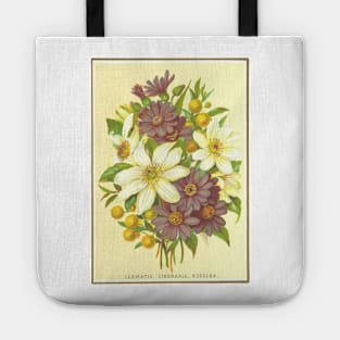 Clematis, Cineraria, Buddlea Tote