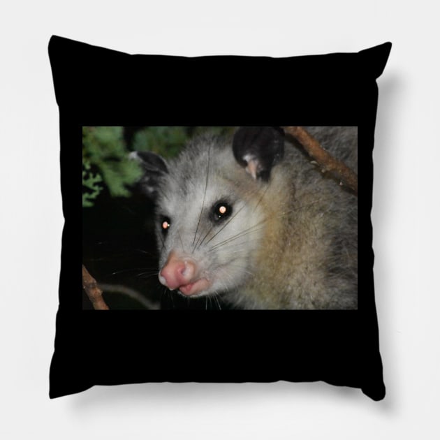 Possum Pillow by MarieDarcy