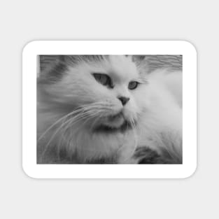 Cute fluffy cat - Black and white photograph Magnet