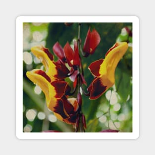 Pretty Red And Yellow Flower with green leaves nature lovers beautiful photography design Magnet