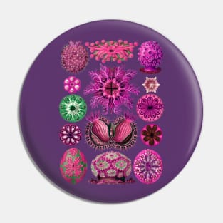 Ernst Haeckel Ascidiae Sea Squirts Magenta Pin