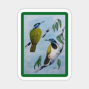 Australian Blue-Faced Honey Eaters Magnet