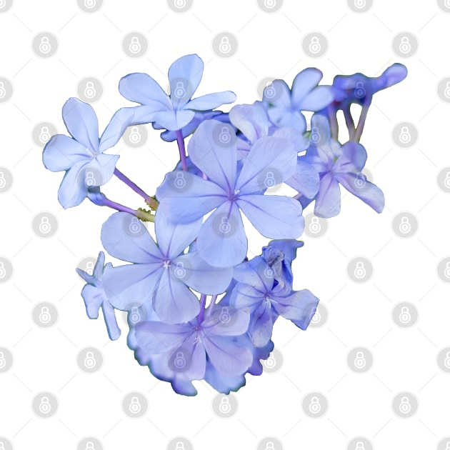 Little Blue Flowers Photo by ellenhenryart