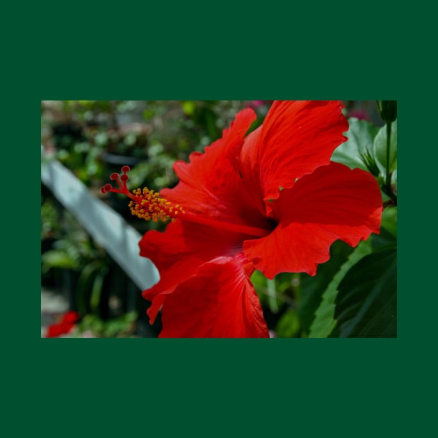 Hibiscus Flower by Rob Johnson Photography