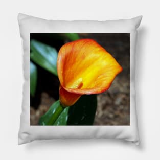 Blooming Orange Calla Lilly in the Garden Pillow