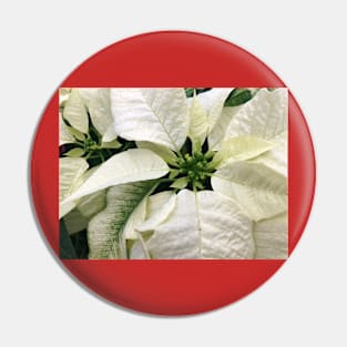 A White Peaceful Poinsettia for a Joyous Christmas Pin