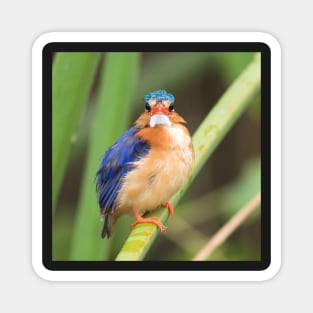 Malachite Kingfisher Magnet