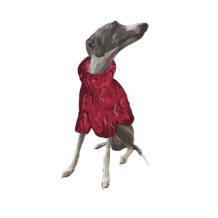 A handsome grey italian greyhound named Luca in a knitted red polo neck jumper jersey T-Shirt