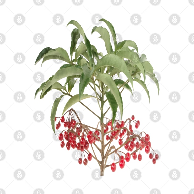 Spice Berry Ardisia Evergreen Shrub Vector by taiche