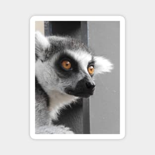 Ring Tailed Lemur Magnet