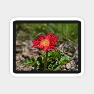 Red Gerber Daisy 3 Magnet