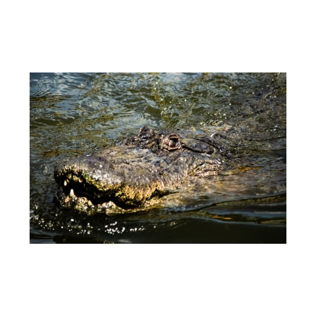 Emerging Gator 2 by KensLensDesigns