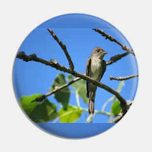 Eastern Wood-Pewee No.2 Pin