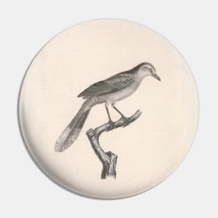 The Ash Mockingbird Natural history of vintage birds of North America Pin