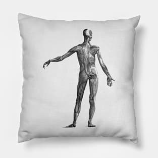 Human Muscular System - Vintage Anatomy Pillow
