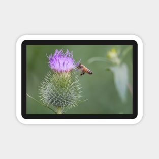 Thistle-Bee Magnet