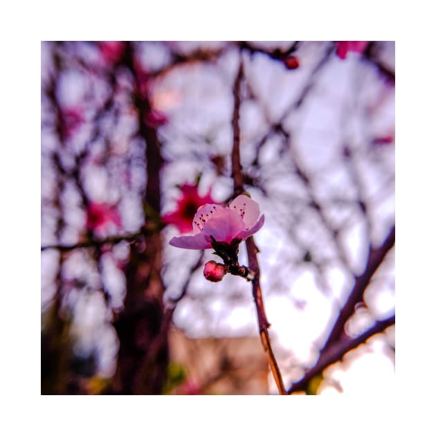 Beautiful spring flower by Axelsavvides