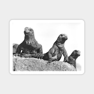 Marine Iguanas Chilling Magnet