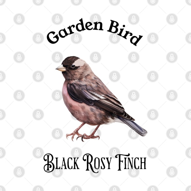 Garden Bird Black Rosy Finch by DavidBriotArt