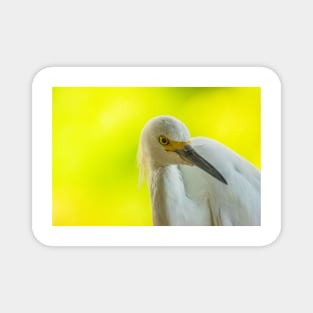 Handsome snowy egret Magnet