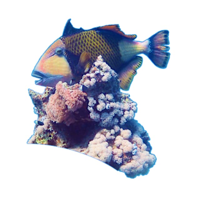 Triggerfish On A Coral | Red Sea Dive | Portrait Format | by Ute-Niemann