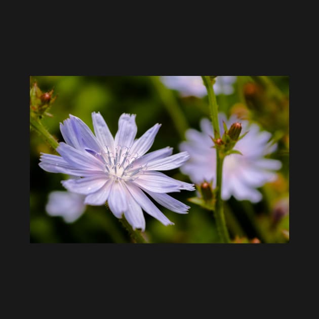 Purple chicory flower by lena-maximova