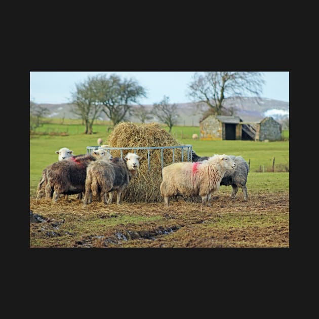 Herwick Sheep having their lunch... by Furtographic