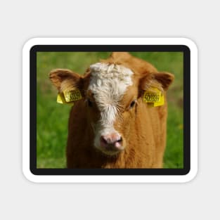 cow cattle calf cute Magnet