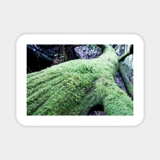 Long moss covered tree trunk on forest floor. Magnet
