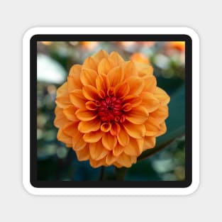 Beautiful Bright Orange Dahlia Flower Closeup Magnet