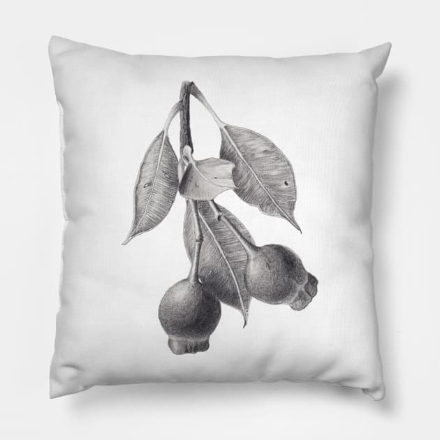 Gumnuts graphite drawing Pillow by ZoyaArt