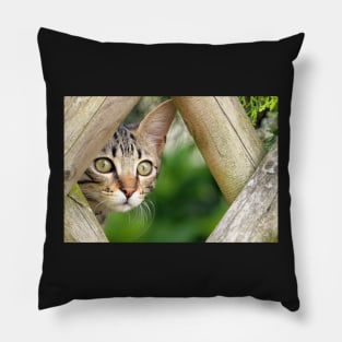 Cute Cat Pillow