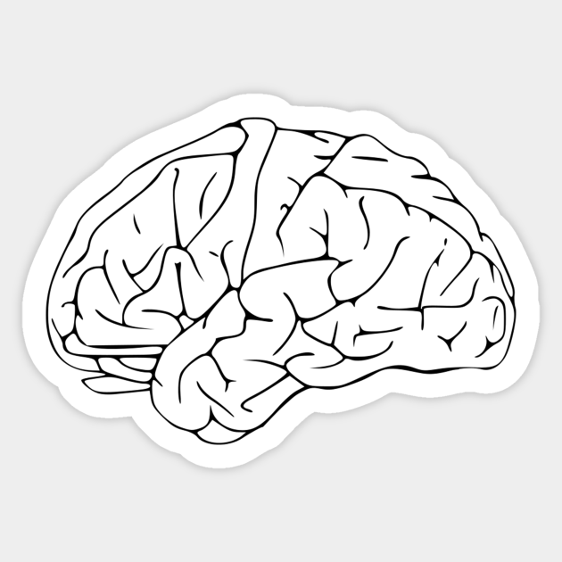 Мозг рисунок карандашом для детей